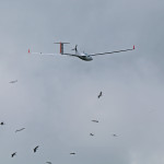 Ruch w przestworzach - motoszybowiec Taurus (?) i bociany niechętnie odlatujące na obczyznę.