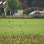 Czas ptasich przelotów, więc z lotniska skorzystało na popas liczne stado szczygłów.
